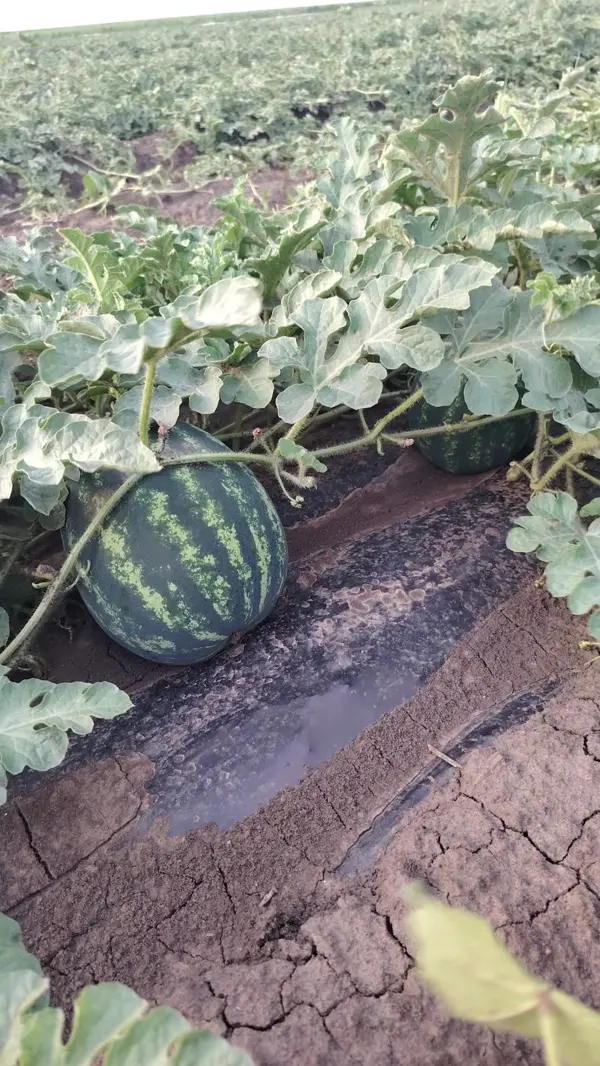 Watermelon